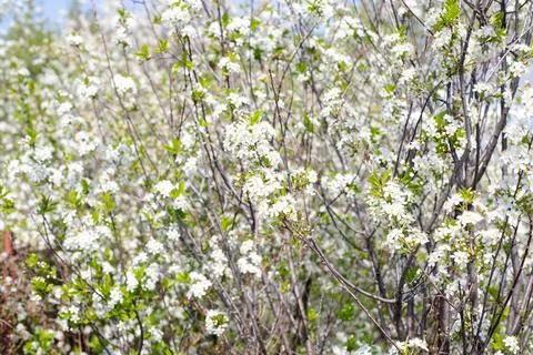 Blooming sakura cherry background, spring white tree flowers Foto stock