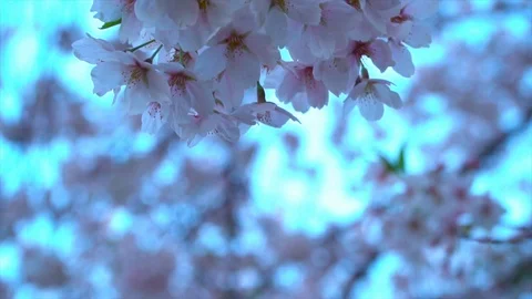 Blooming sakura cherry blossom background in spring, South Korea Stock Footage 106946116