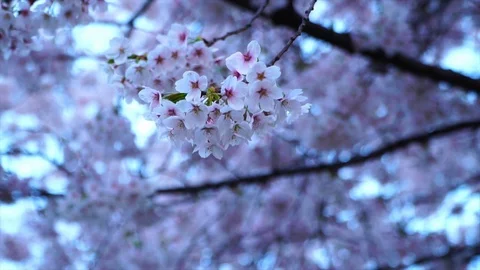 Blooming sakura cherry blossom background in spring, South Korea Stock Footage 106946343