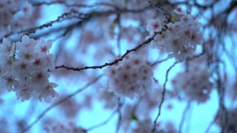 Blooming sakura cherry blossom background in spring, South Korea Stock Footage 106946804