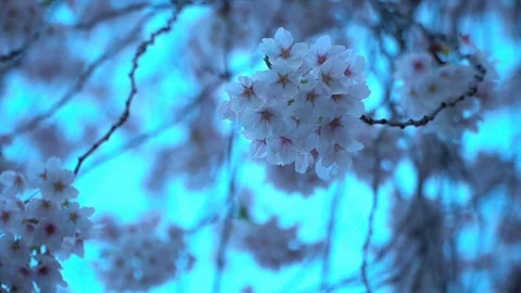 Blooming sakura cherry blossom background in spring, South Korea Stock Footage 106946814