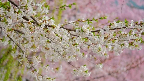 Blooming sakura cherry blossom Stock Footage
