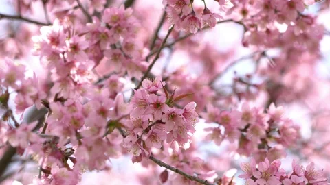 Blooming sakura cherry blossom Stock Footage 100890573