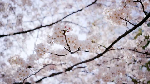 Blooming sakura cherry blossom in Japan. Stock Footage