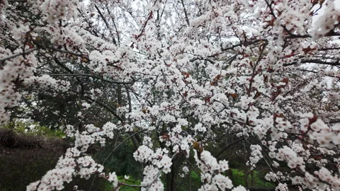 Blooming Sakura Cherry Blossom Tree In Green Spring Meadow Stock Footage 333765589