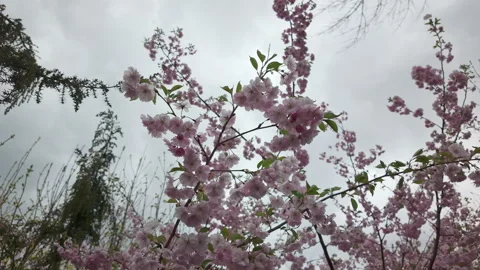 Blooming Sakura Cherry Blossom Tree In Green Spring Meadow Stock Footage 341410929