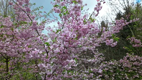 Blooming Sakura Cherry Blossom Tree In Green Spring Meadow Stock Footage 344869255