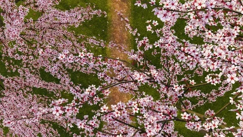 Blooming sakura cherry tree in blossom top view 3D animation Stock Footage 124168633