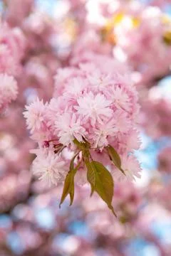 Blooming sakura cherry tree Foto stock
