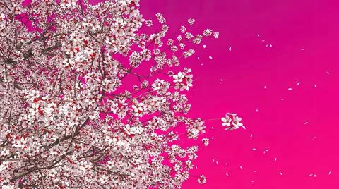 Blooming sakura cherry tree on pink background 3D Stock Illustration