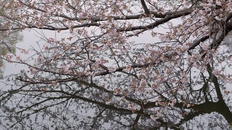 Blooming sakura (cherry) tree is reflected in small pond in park, Tokyo, Japan. Stock Footage 126531591