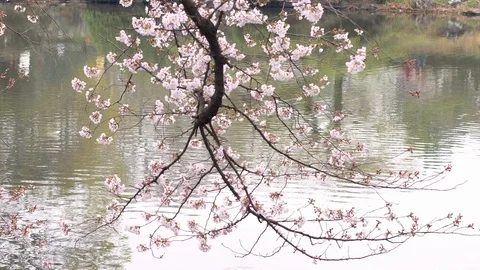 Blooming sakura (cherry) tree is reflected in small pond in park, Tokyo, Japan. Stock Footage 127476826