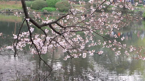 Blooming sakura (cherry) tree is reflected in small pond in park, Tokyo, Japan. Stock Footage 142327575