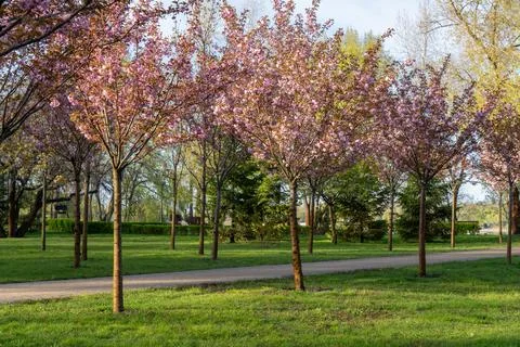 Blooming Sakura Cherry Trees Along Peaceful Park Pathway in Springtime Stock Photos