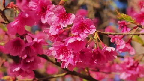 Blooming sakura flowers in spring. Stock Footage 307767652