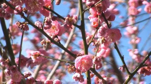 Blooming sakura Video stock 485893