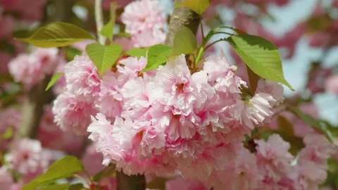 Blooming sakura Stock Footage 274501714