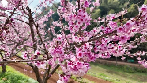 Blooming sakura in the garden at spring. Vídeo Stock 262398320