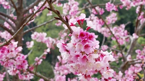 Blooming sakura in the garden at spring. Vídeo Stock 262539221