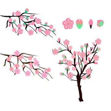 Blooming Sakura or cherry Isolated on white background Stock-Illustration
