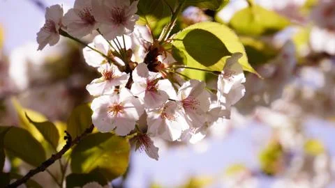 Blooming Sakura Stock Photos