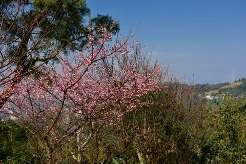 Blooming  Sakura. Stock Photos