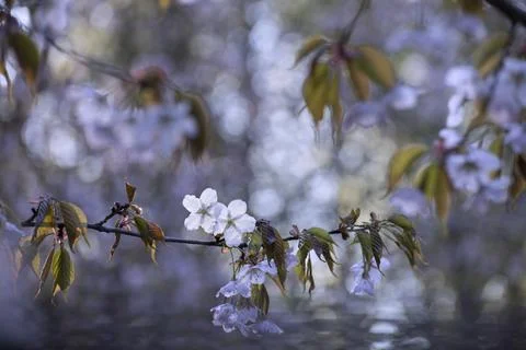 Blooming sakura Stock Photos