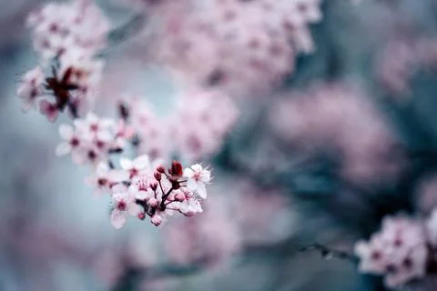 Blooming sakura Foto stock