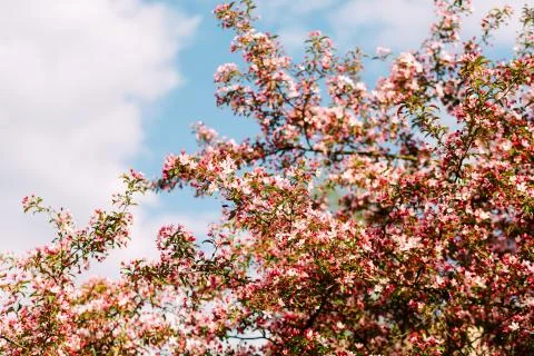 Blooming Sakura on the sky background Stock Photos