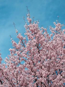 Blooming Sakura in a spring Stock Photos