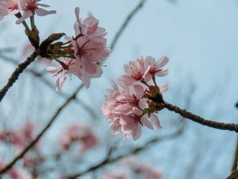 Blooming Sakura in a spring Stock Photos