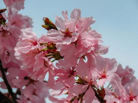 Blooming Sakura in a spring Stock Photos
