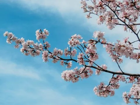 Blooming Sakura in a spring Stock Photos