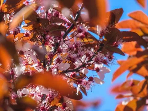Blooming Sakura in a spring Stock Photos