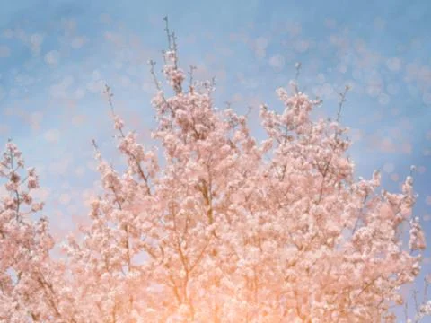 Blooming Sakura in a spring Stock Photos