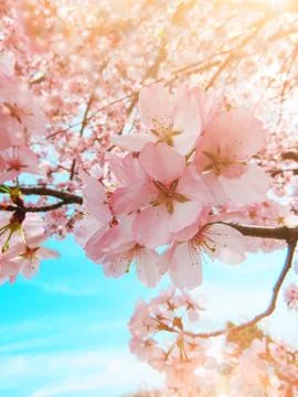 Blooming Sakura in a spring Stock Photos