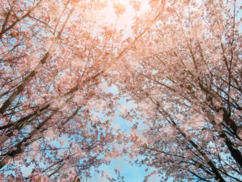 Blooming Sakura in a spring Stock Photos