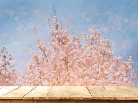 Blooming Sakura in a spring 스톡 사진