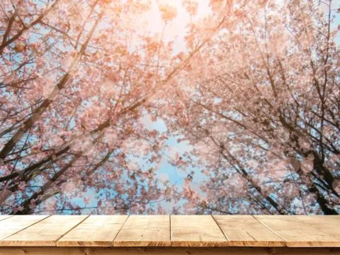 Blooming Sakura in a spring 스톡 사진