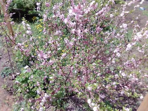 Blooming sakura in spring Stockfoto's
