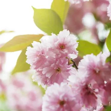 Blooming sakura in spring Photos