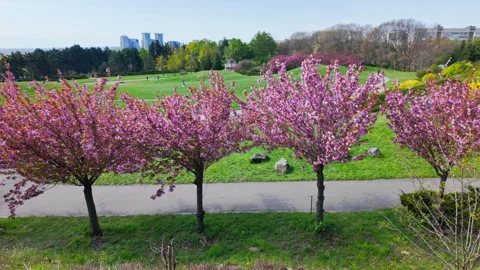 Blooming Sakura Tree Along A Path In An Urban Park Under A Blue Sky Stock Footage 339614153