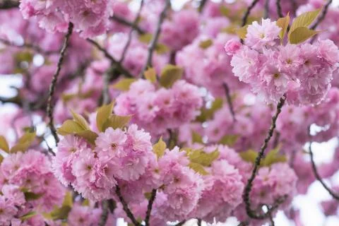 Blooming sakura tree branch. Blurred background. Close up, selective focus. Stock Photos
