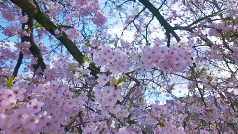 Blooming Sakura Tree Branches Moving Gently Stock Footage 331812028