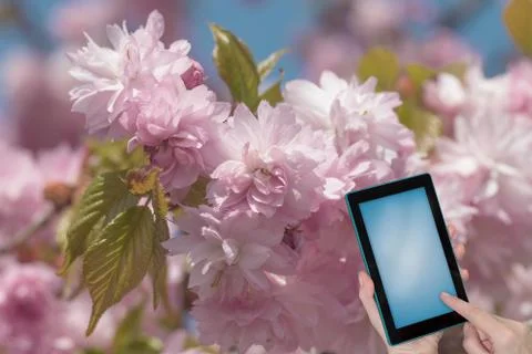 Blooming Sakura tree concept ready for your use Stock Photos