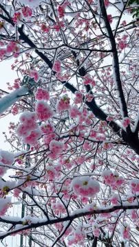 Blooming sakura tree during snowfall in Japan. Soft pink cherry blossoms co.. Stock Photos