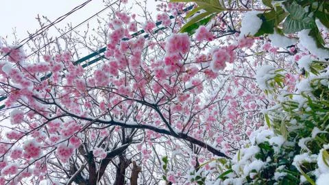 Blooming sakura tree during snowfall in Japan. Soft pink cherry blossoms cove Stock Photos