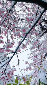 Blooming sakura tree during snowfall in Japan. Soft pink cherry blossoms co.. Stock Photos