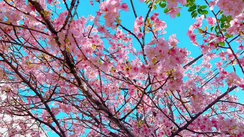 Blooming sakura tree during snowfall in Japan. Stock Photos