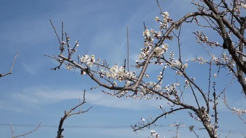 Blooming Sakura tree with flying insects Video stock 86851426